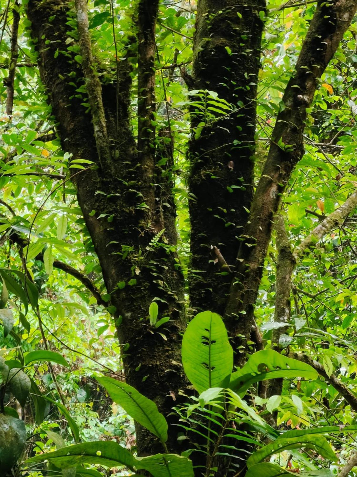 Asim Paris Guesthouse & Jungle Trekking ブキットラワン エクステリア 写真