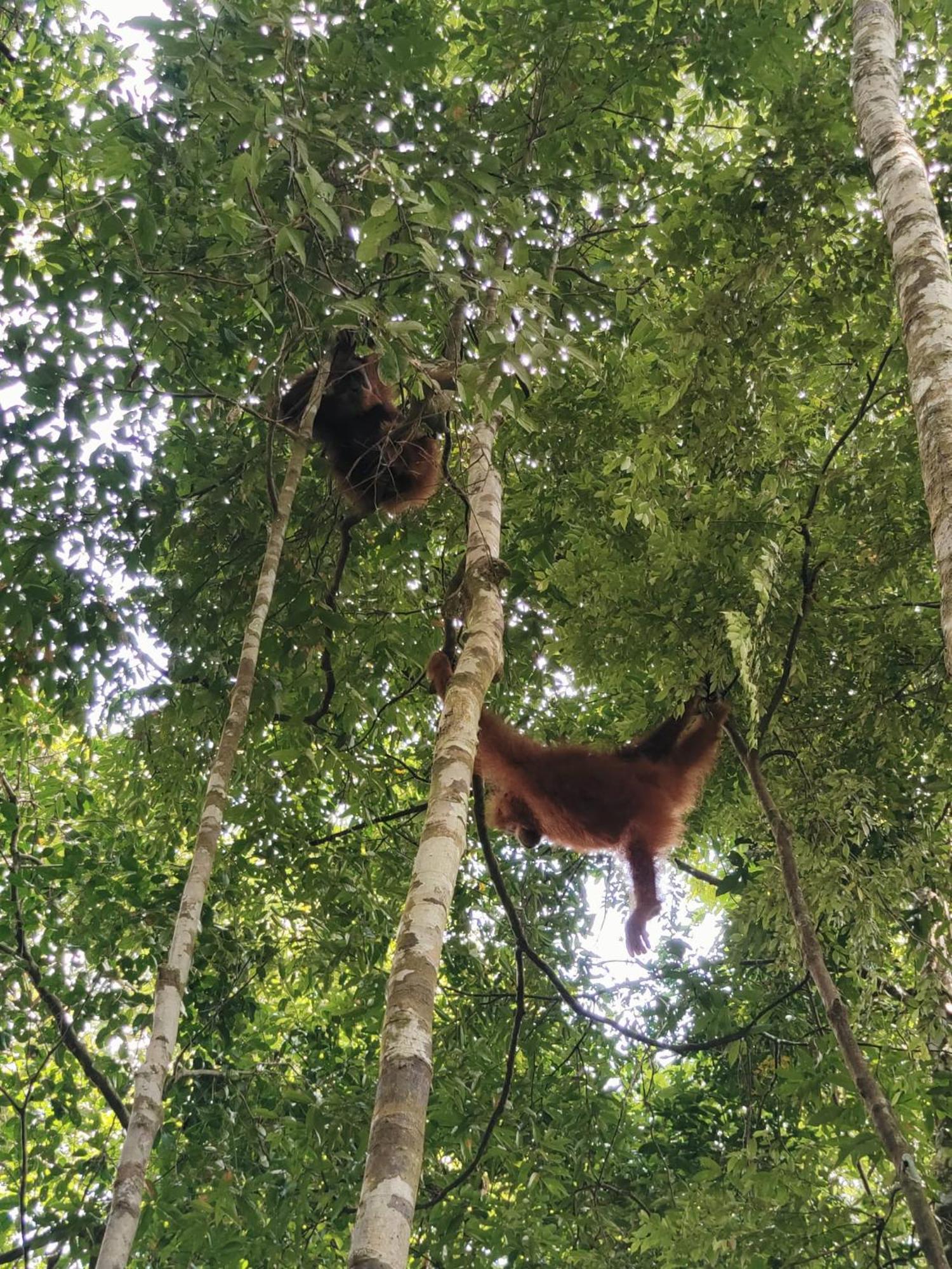 Asim Paris Guesthouse & Jungle Trekking ブキットラワン エクステリア 写真
