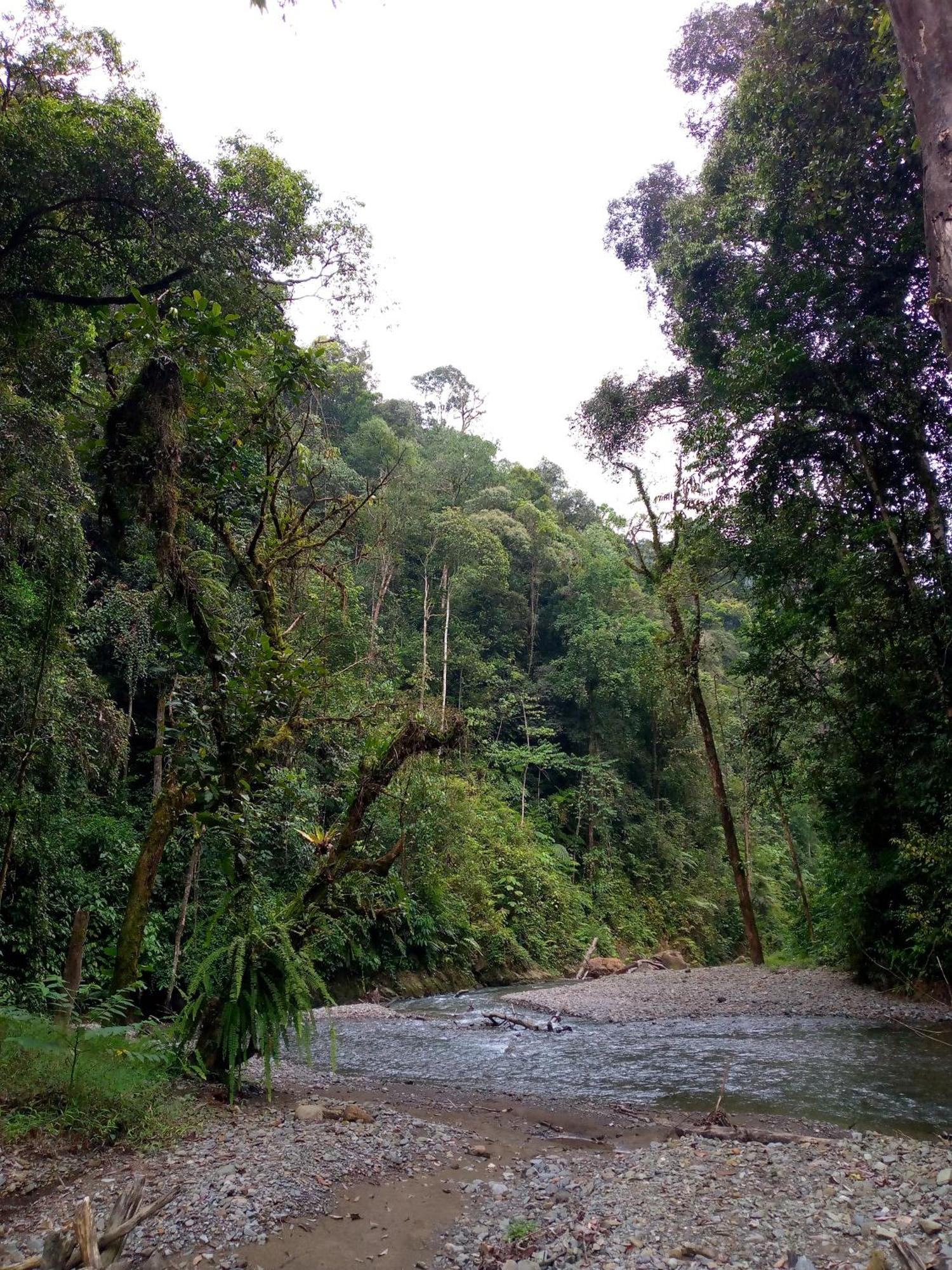 Asim Paris Guesthouse & Jungle Trekking ブキットラワン エクステリア 写真